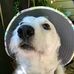 Alfred Snyder - Facebook