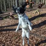 Alfie - @alfredo_springerspaniel - Instagram