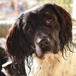 Alfie - @alfredothespringer - Instagram