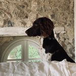 Alfred - @alfred_the_english_springer - Instagram