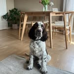 Alfred🐾 - @alfredspringerspaniel - Instagram