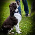 Alfred the Springer - @alfredthespringer - Instagram