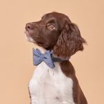 Alfred The Springer Spaniel - @king_alfred_20 - Instagram