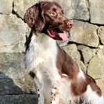 Alfred - @workingspringeralfred - Instagram