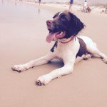Alfred.The.Springer - @alfred.the.springer - Instagram