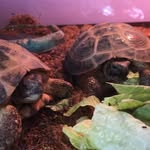 alfred & stanley🐢 - @alfred_and_stanley - Instagram