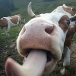 Alfred Steiner - @alfredsteiner69 - Instagram