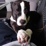 Alfred Steiner - @alfredsteiner6 - Instagram