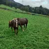 Alfred Steiner - @alfred.steiner4 - TikTok