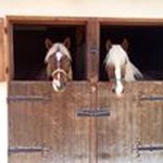 Alfred Steiner - @alfredsteiner67 - Instagram