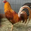 alfredo_torres5098 - @alfredo_torres5098 - TikTok