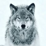 alfred  trejo - @wolf99999eagle - Instagram
