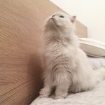 Alfred Turner-Dunn - @alfredbigmeow - Instagram
