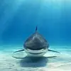 alfredvazquez840 - @alfredvazquez840 - TikTok
