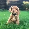 AlfredsWainwrights - @alfredswainwrights - TikTok
