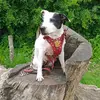 alfie Wakefield - @longhore - TikTok