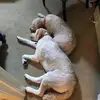 Alfred Walter - @alfred.walter28 - TikTok