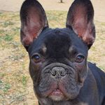 Alfred Walter - The French Bulldog - @sir.alfred.walter - Instagram