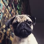 Alfred Wayne 🐶🐾 - @alfred.dog - Instagram