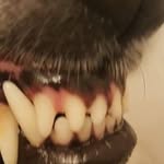 Joshua Morris - @alfred.wayne.5 - Instagram