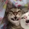 alfredopasta999 - @alfredoarmas555 - TikTok