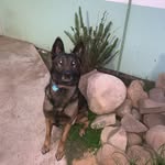 Alfredo Astudillo - @beginningwithdogtraining - Instagram