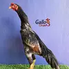 Alfredo Lobo - @alfredomoguel - TikTok