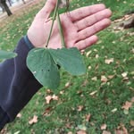 alfredo - @alfredo.mayorga.lobos - Instagram