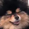 ッAlfredo! ッ - @alfredorosas12 - TikTok