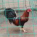 Alfredo Sison - Facebook