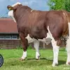 Alfredo Tan Ch - @tan86357 - TikTok