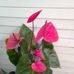 Alfredo Tello - Facebook