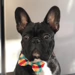 🐶 Alfredo Vincent Wallas - @alfredo_vincent_wallas - Instagram