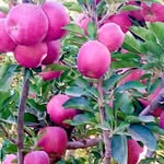 Ali Abdali - @bdly6709 - Instagram