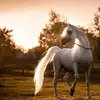 aliafifi397 - @aliafifi397 - TikTok