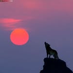 ali alavi - @ali_alavi_arjomand - Instagram
