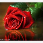 Um Ali Alkazaz - @ali73734810 - Instagram