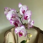Nuroon Ali-Allaham - @nuroonaliallaham - Instagram