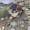 Ali almazrouei - @trteeb - TikTok