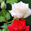 Ali Al Naser - @ali.al.naser - TikTok