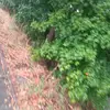 Ali Alomar - @ali.alomar78 - TikTok