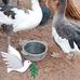 Ali Amadou - Facebook