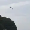 Ali ATAEI - @alihazara331a - TikTok
