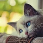 Ali azawi - @azawi4710 - Instagram
