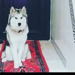 ❤picko❤eshge❤ - @ali.__.bamdad - Instagram