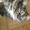 Alix Bergeron  - @alixbergeron - TikTok