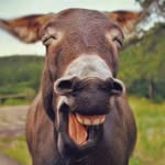 Ali Bruns - @fredifreizeit - Instagram