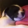 Ali - @ali.chapman2 - TikTok