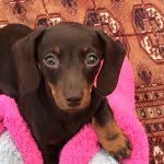 Winnie - @ali.cresswell - Instagram