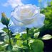 Ali Ghasemi - Facebook